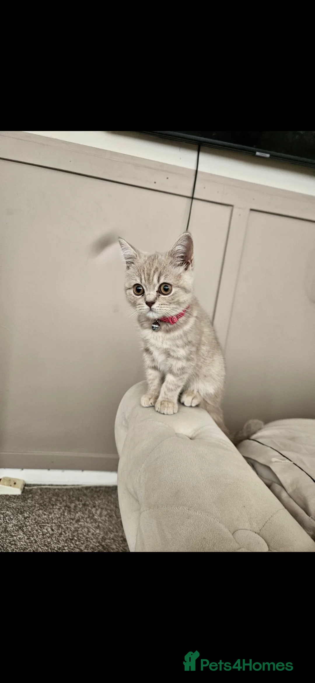 British Shorthair cats for sale: Lilac British short hair  - Advert 1