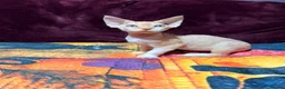 Devon Rex cats for sale: Stunning, cheeky GCCF reg Devon Male - Advert 10