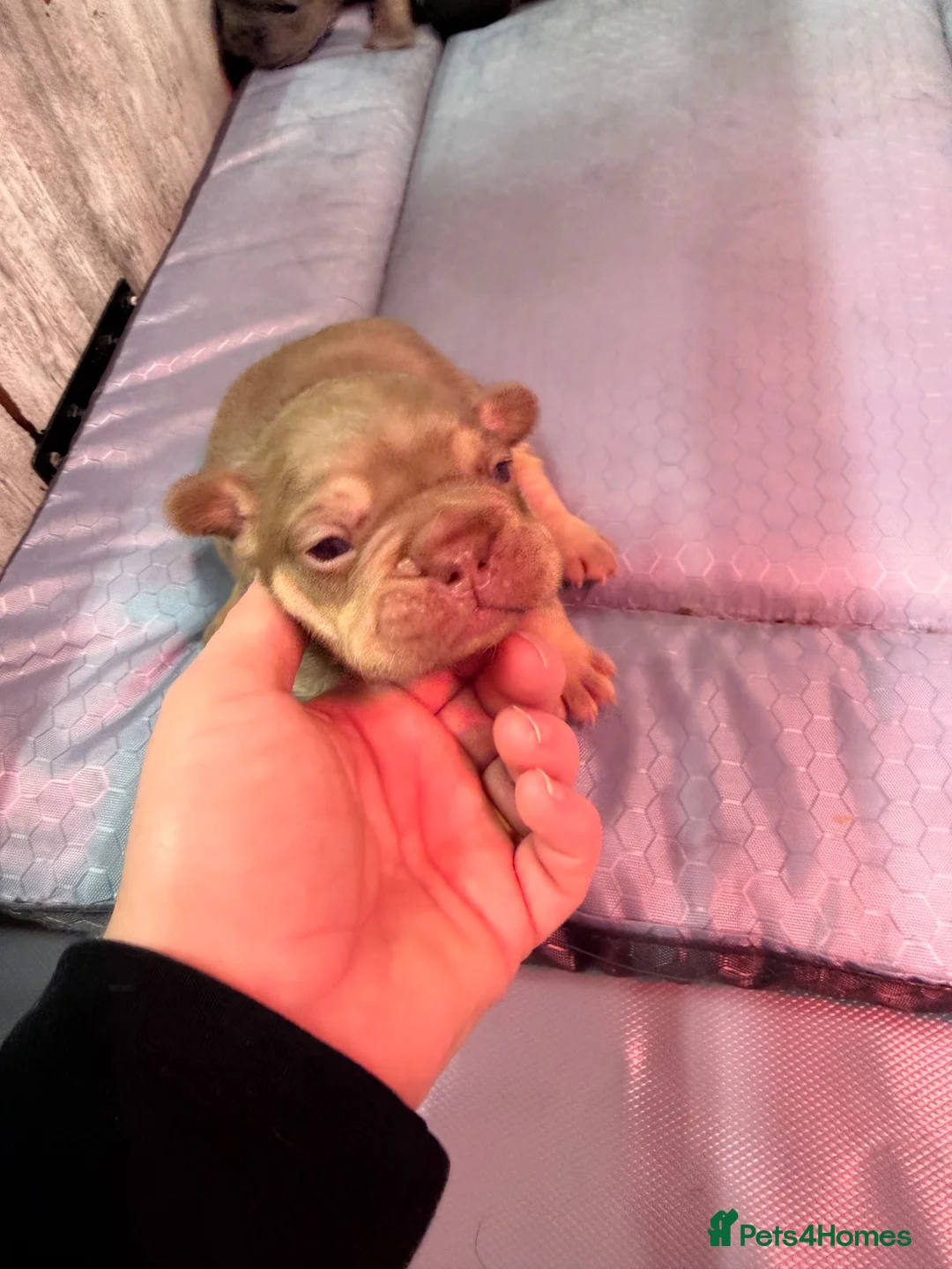 French Bulldog dogs for sale: French bulldog puppies - Advert 2