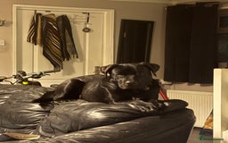 Mixed Breed dogs for sale: For adoption  in Stalybridge - Image 2