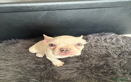 French Bulldog dogs for sale: 5 French bulldogs puppies ready to leave  - Image 2
