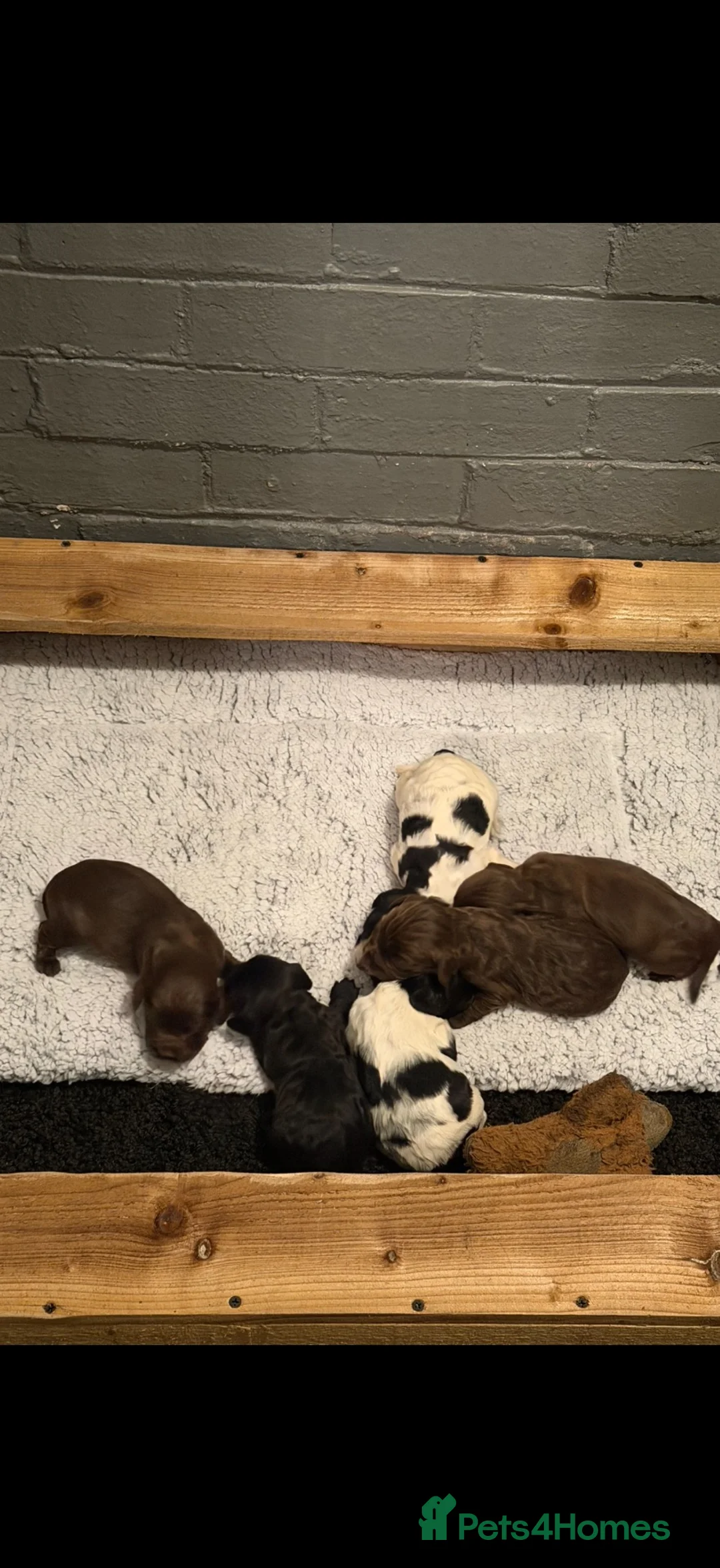 Cocker Spaniel dogs for sale: Cocker spaniel pups for sale - Advert 6