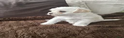 Mixed Breed dogs for sale: 2 gorgeous Maltipoo girls  in Brechin - Advert 18