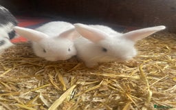 Mini Lop rabbits for sale:  4 baby rabbits - Image 3