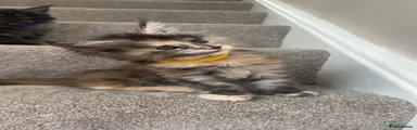 Maine Coon Kitten 4