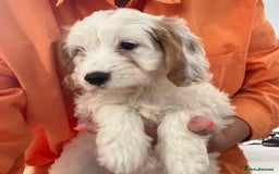 Cavapoo dogs for sale: 🐶🐩 7 HEALTH CLEAR ADORABLE CAVAPOO PUPPIES 🐩🐶  - Image 26