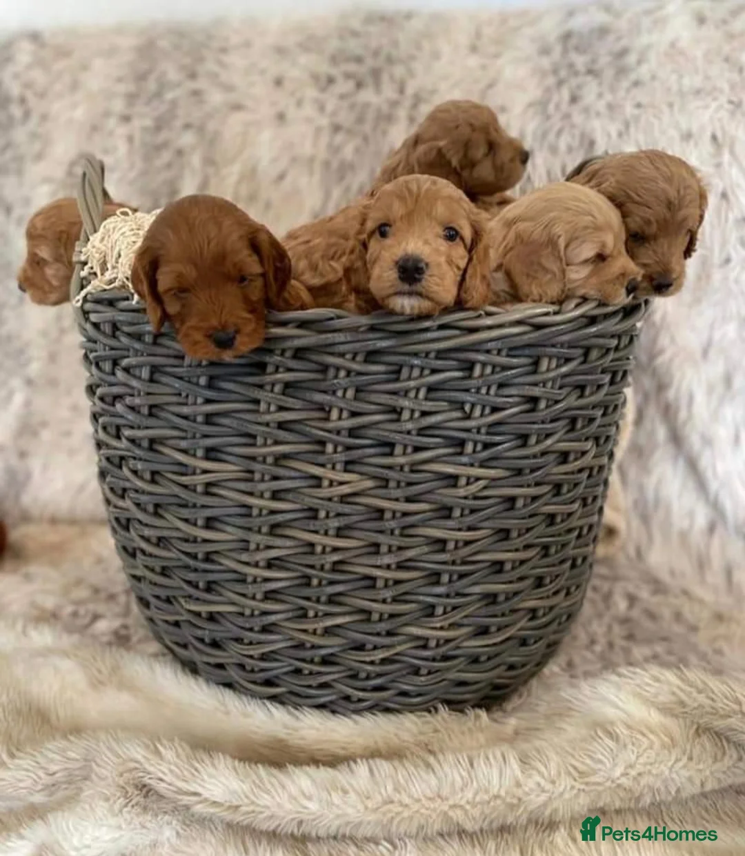Miniature Poodle dogs for stud: Red Miniature Poodle Stud package Available  in Southampton - Advert 14