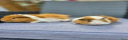 Guinea Pig rodents for sale: Bonded boars  - Advert 3