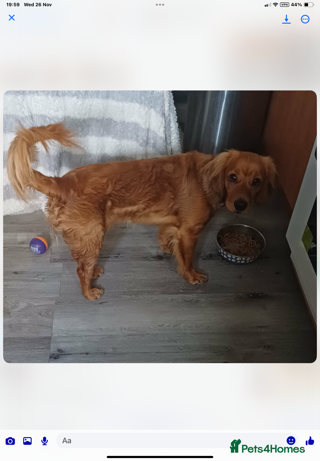 Cockapoo dogs for sale: Rusty  - Advert 3