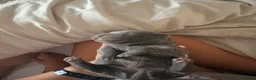 Shar Pei dogs for sale: Bear coat sharpeis - Advert 11