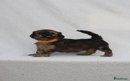 Mixed Breed dogs for sale: Havatoodle Pups - Image 13