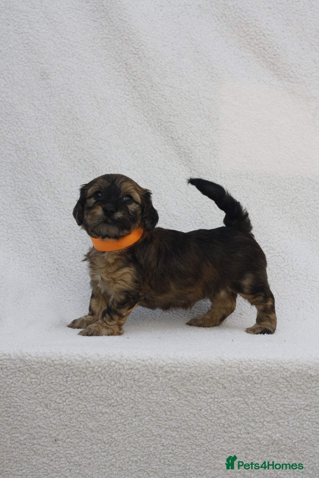 Mixed Breed dogs for sale: Havatoodle Pups - Image 13