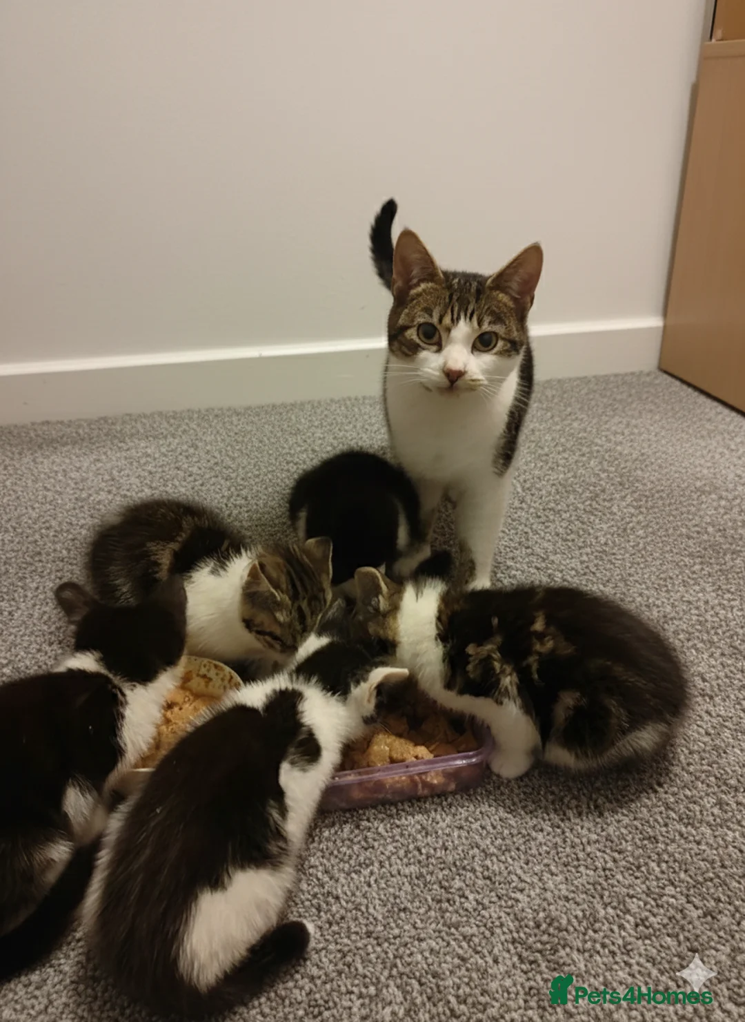 Mixed Breed cats for sale: Kittens for sale - Advert 10