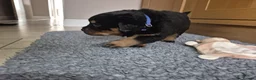 Rottweiler dogs for sale: Strong Traditional Rottweiller Puppies - Advert 8