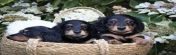 Miniature Dachshund dogs for sale: 3 beautiful miniature dachshunds 🐶  - Advert 5