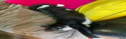 Mixed Breed cats for sale: BatCat  - Advert 2