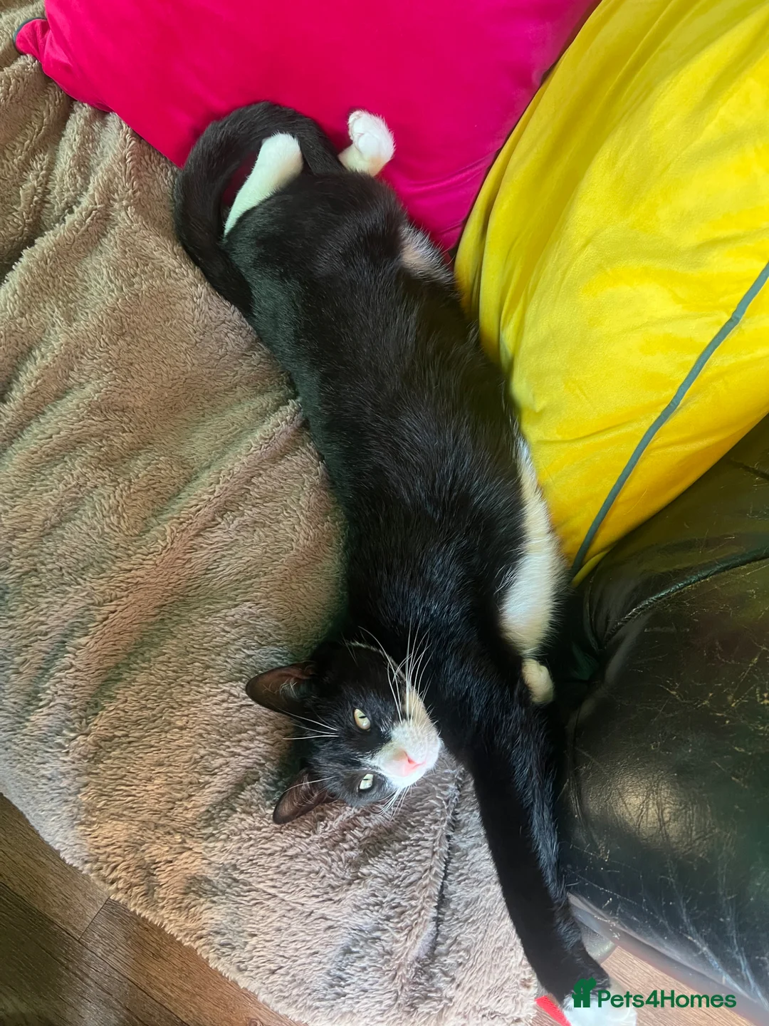 Mixed Breed cats for sale: BatCat  - Advert 2