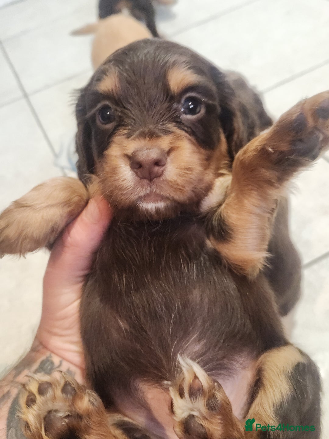 Cocker Spaniel dogs for sale: 3 kc reg working cocker spaniels avaliable  - Image 7