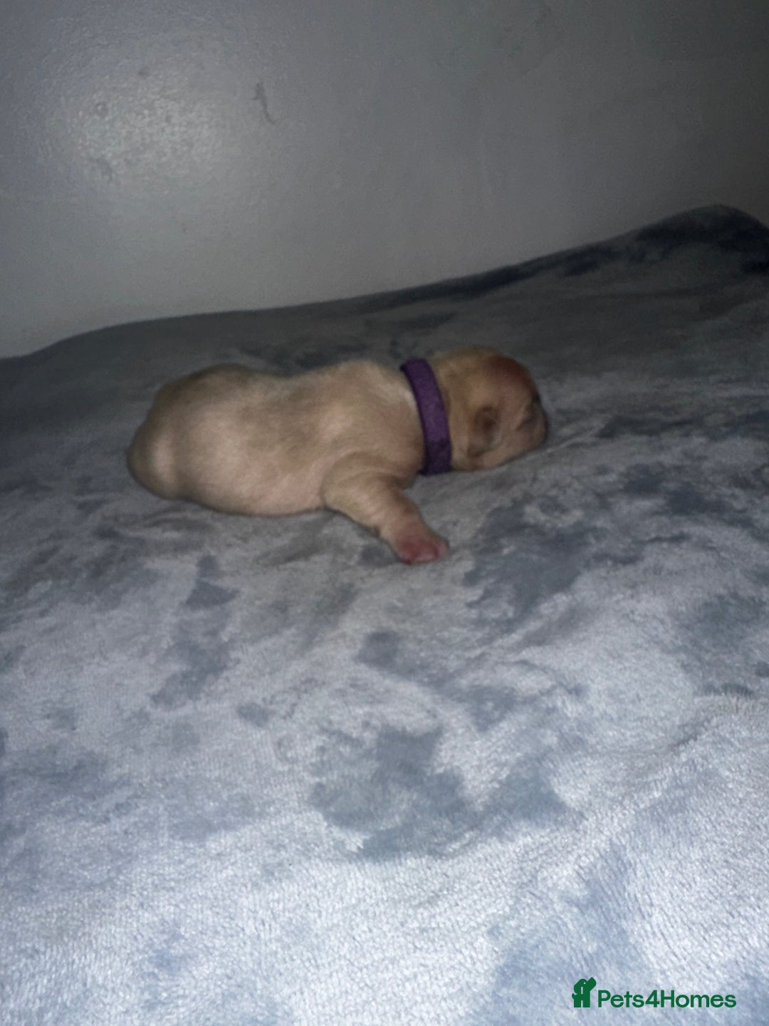 French Bulldog dogs for sale: DWKC French bulldog puppies - Advert 14