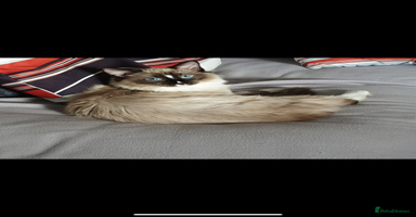 Ragdoll cats - Advert 13