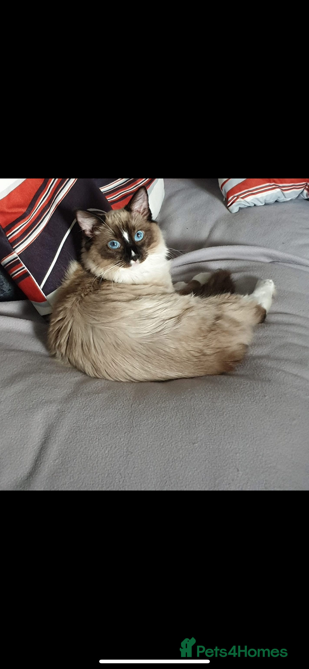 Ragdoll cats for sale: Rag doll  - Image 2