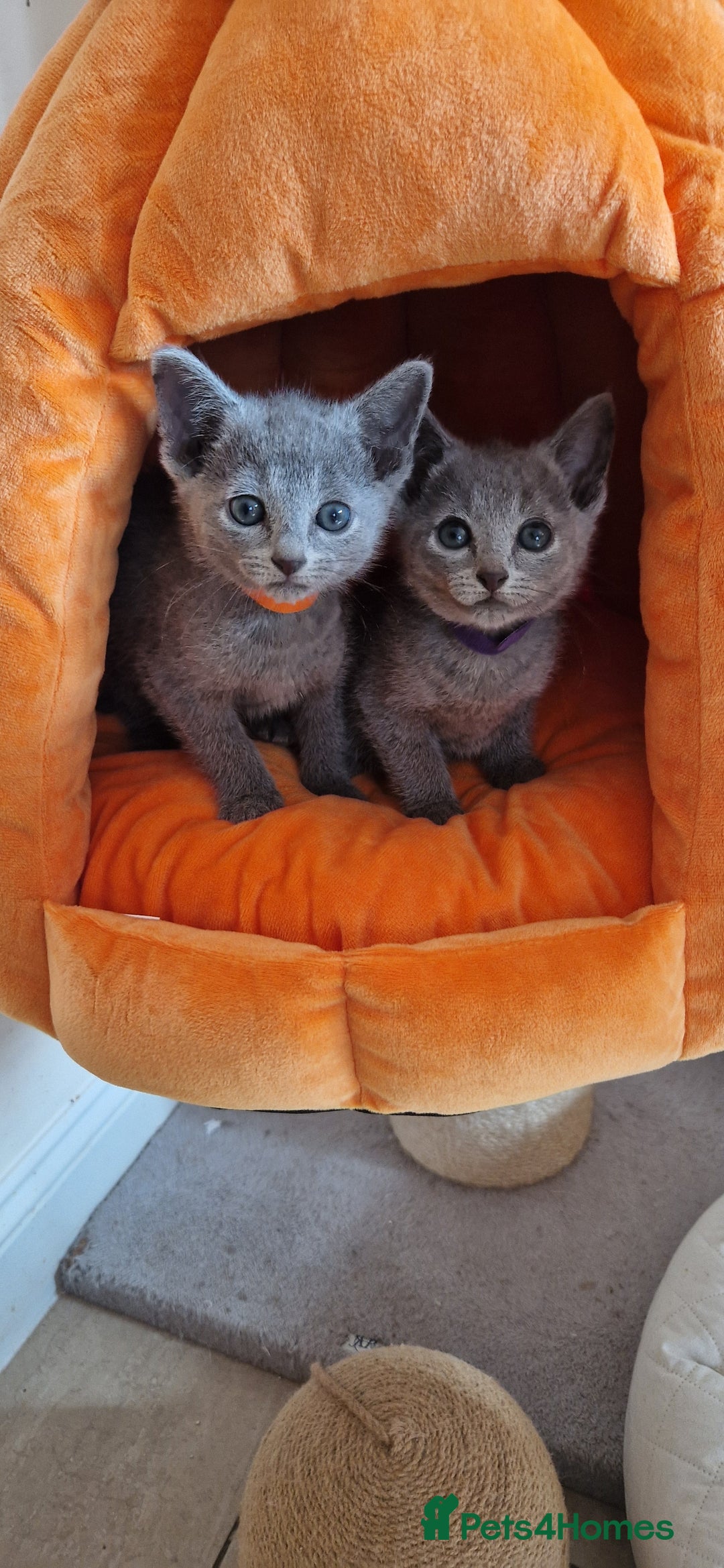 Russian Blue cats for sale: Pure Russian Blue kittens 💙  - Image 22