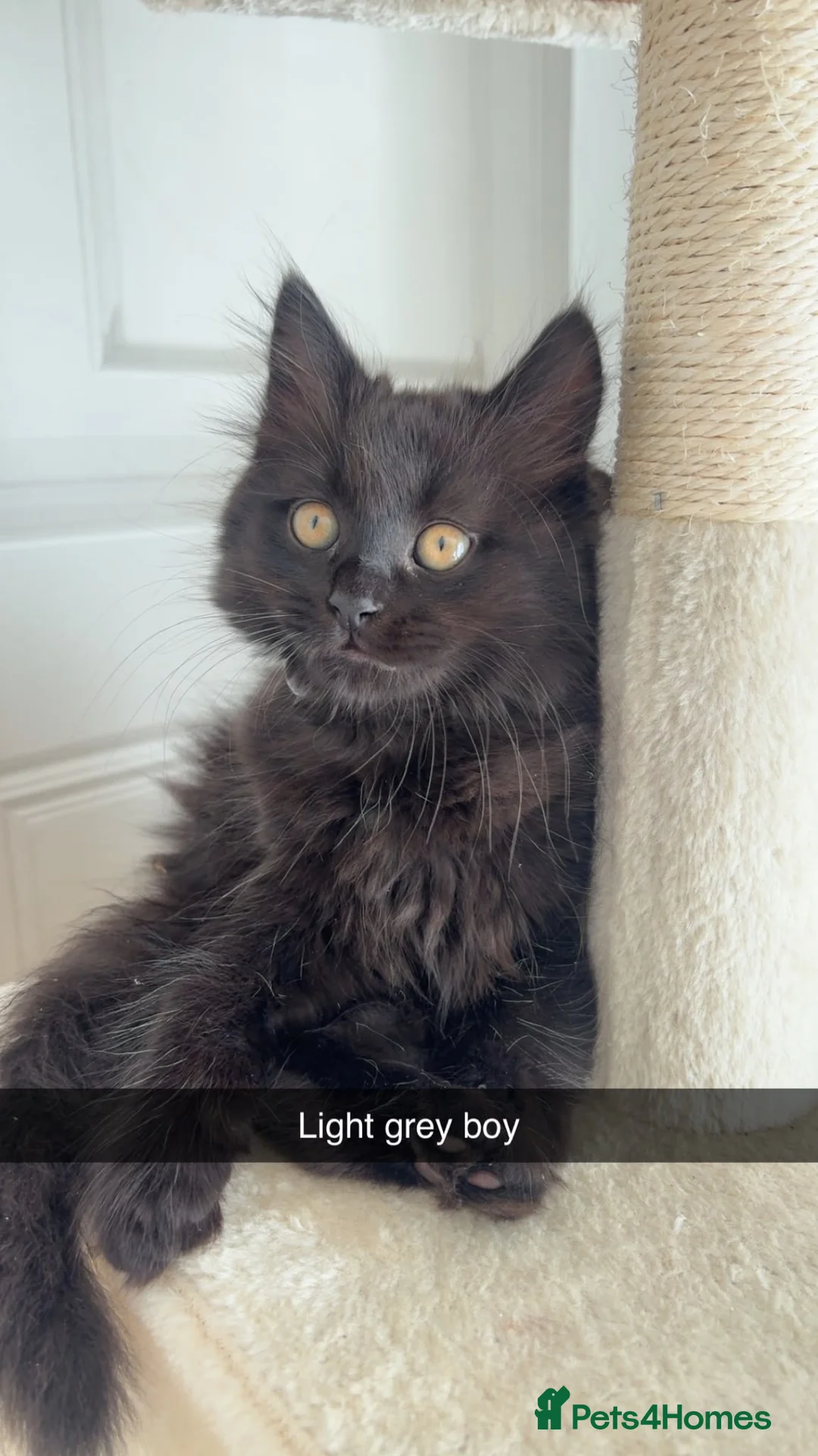 British Longhair cats for sale: British longhair X Kittens  - Advert 2