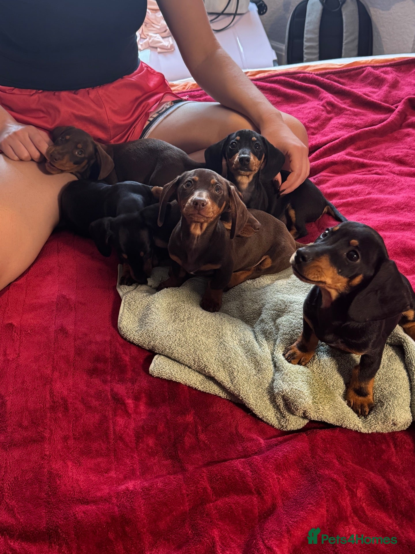Dachshund dogs for sale: Dachshund puppies boys and girls  - Advert 1