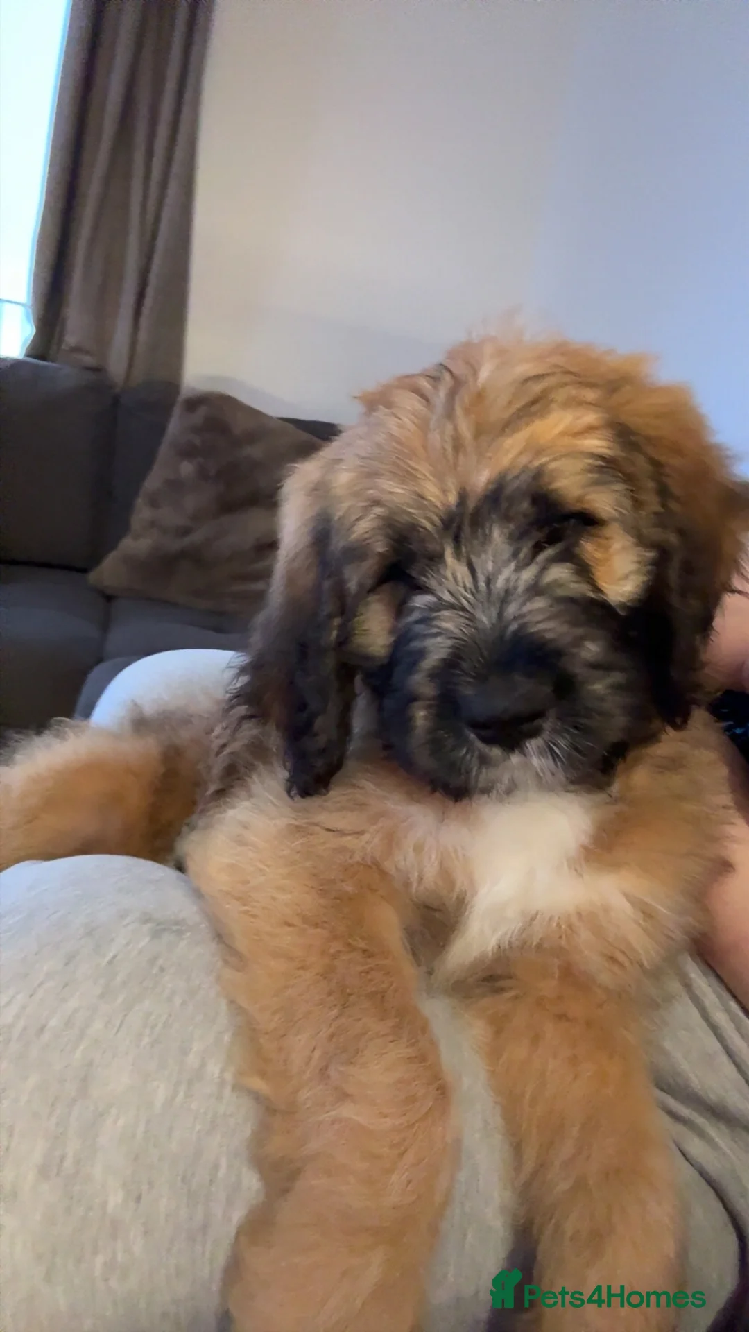 Saint Berdoodle dogs for sale: St berdoodle for sale  NO PICS OF MOTHER in Southend-on-Sea - Advert 6