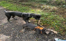 Cane Corso dogs for sale: Zeus Cane Corso 10 months old  - Image 4