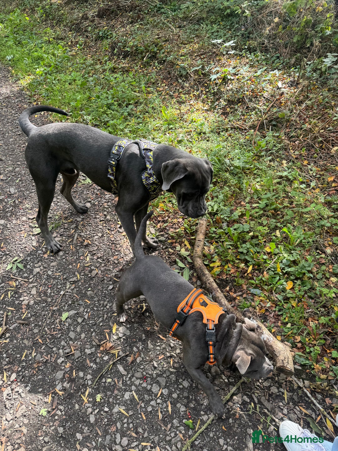 Cane Corso dogs for sale: Zeus Cane Corso 10 months old  - Image 4
