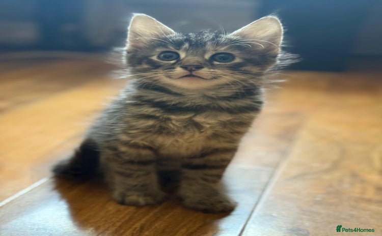 British Shorthair cats - Advert 16