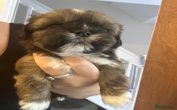 Shih Tzu dogs for sale: Girl pup shihtzu - Image 2