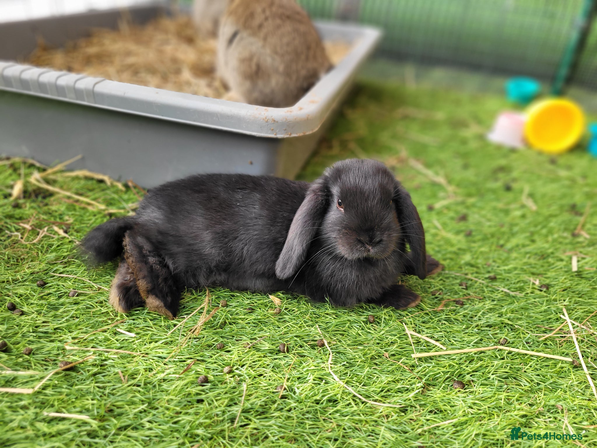 Mini Lop rabbits for sale: Adorable Mini Lop Mix Rabbits - READY JUNE 11TH - Advert 10
