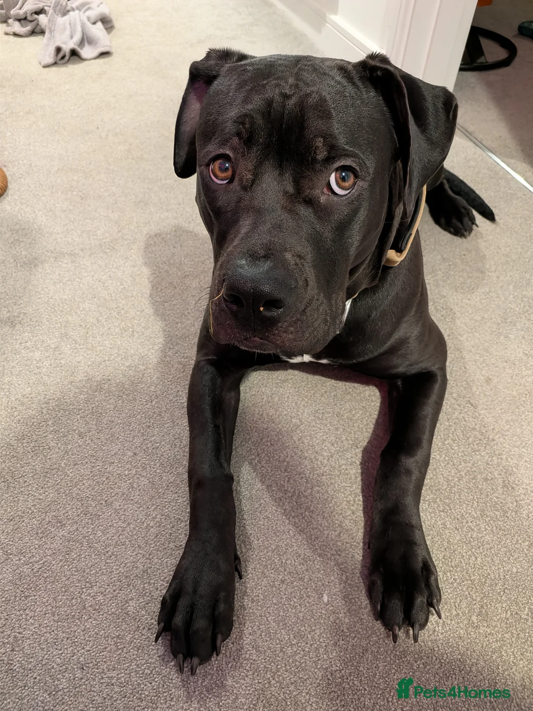 Mixed Breed dogs for sale: Canecorso cross borbel  - Advert 4