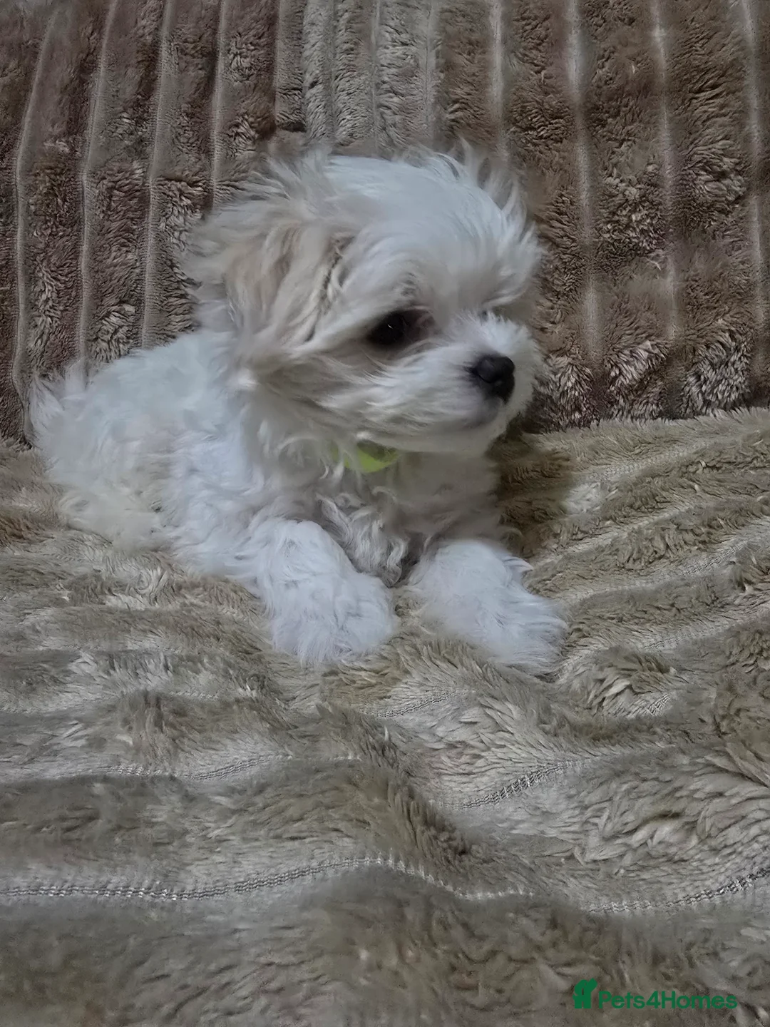Maltese dogs for sale: Maltese puppy  boy - Advert 4
