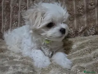 Maltese dogs Maltese puppy boy - Advert 18