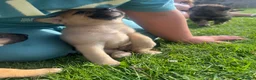 Mixed Breed dogs for sale: 7 beautiful Malkita x puppies with unique colours  - Advert 26