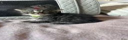Mixed Breed cats for sale: Ragdoll x Maine coon - Advert 17