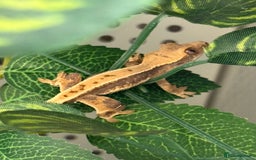Gecko reptiles for sale: Crested geckos for sale🦎 - Image 4