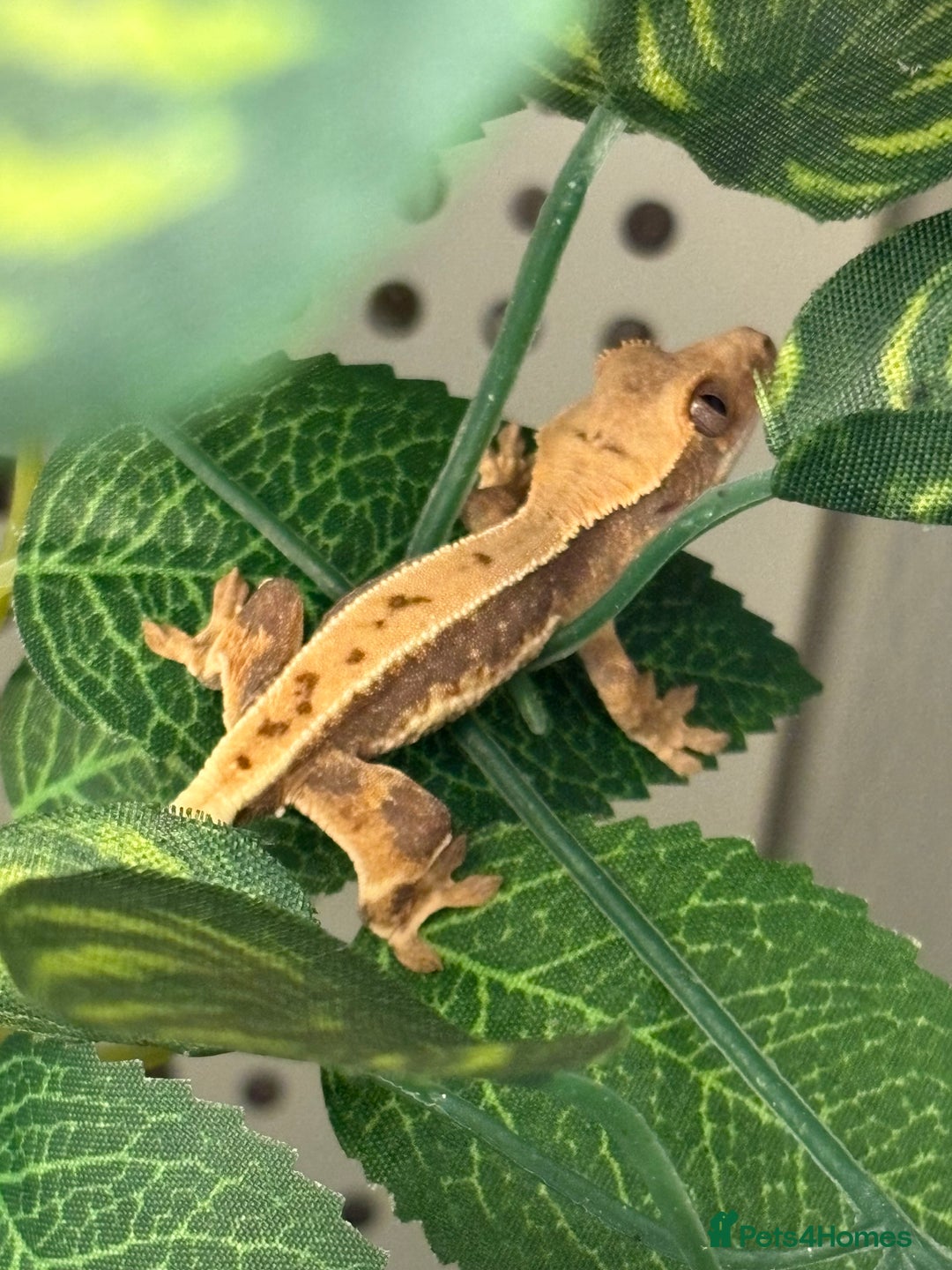 Gecko reptiles for sale: Crested geckos for sale🦎 - Image 4