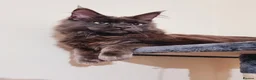 Maine Coon cats for stud: Maine Coon Stud - Advert 5