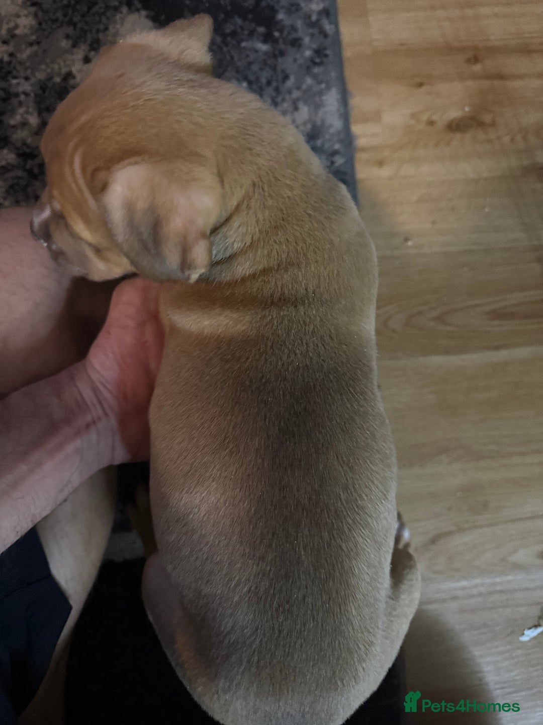 Mixed Breed dogs for sale: Tri chocolate  Corso mixed - Image 32