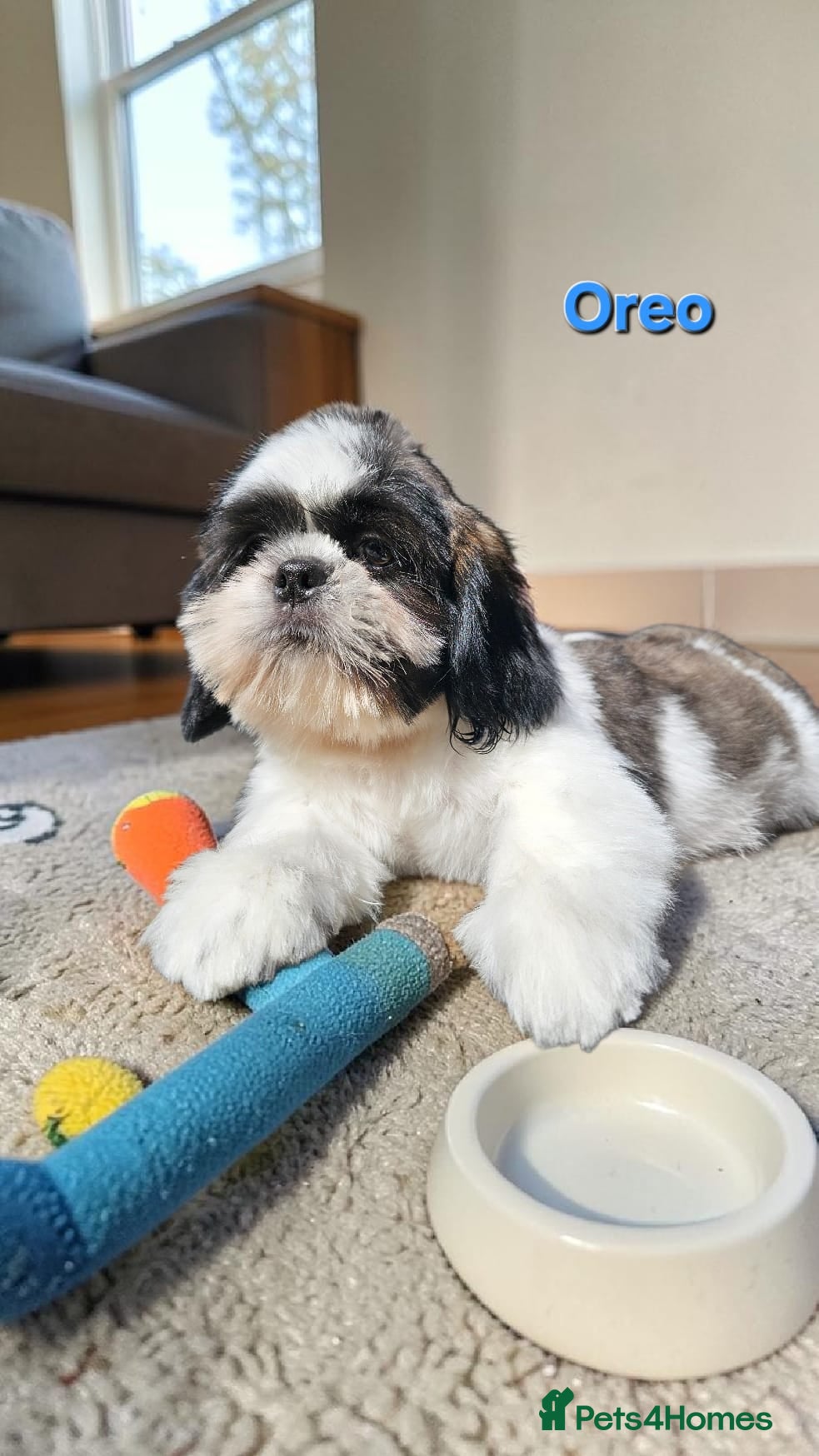 Shih Tzu dogs  💞 QUALITY STANDARD SHIH TZU 💕 - Advert 4