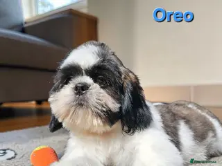Shih Tzu dogs 💞 QUALITY STANDARD SHIH TZU 💕 - Advert 4