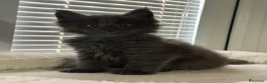 Maine Coon 2