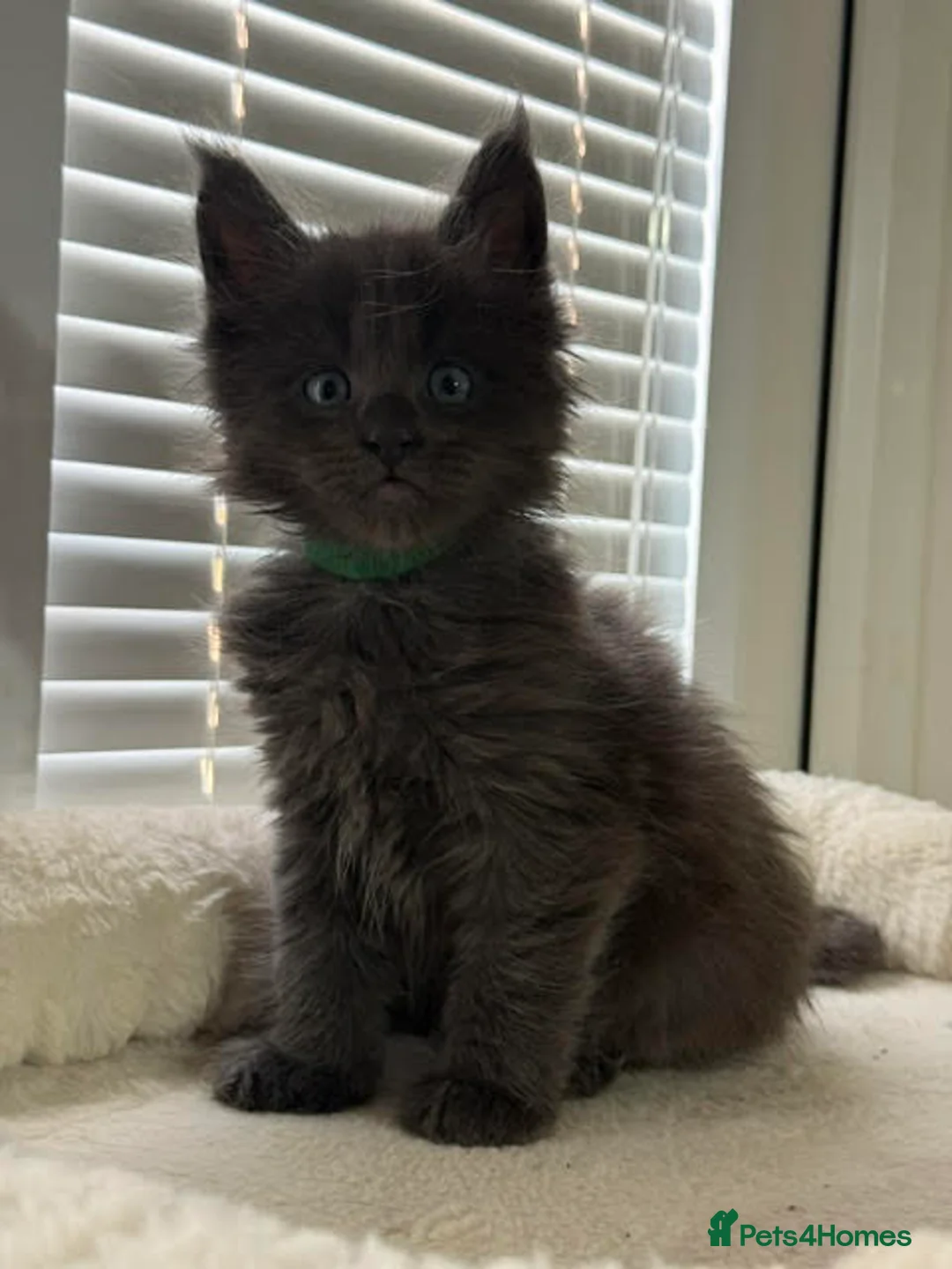 Maine Coon cats for sale: TICA Registered Maine Coon Kittens Reserve now - Advert 25