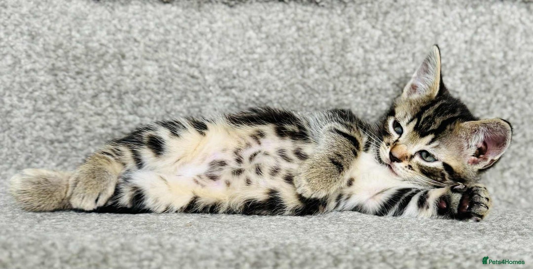 Mixed Breed cats for sale: Stunning Turkish angora x Maine coon - Image 12