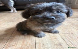 Mixed Breed dogs for sale: Fluffy Frenchie x Jackapoo  - Image 29