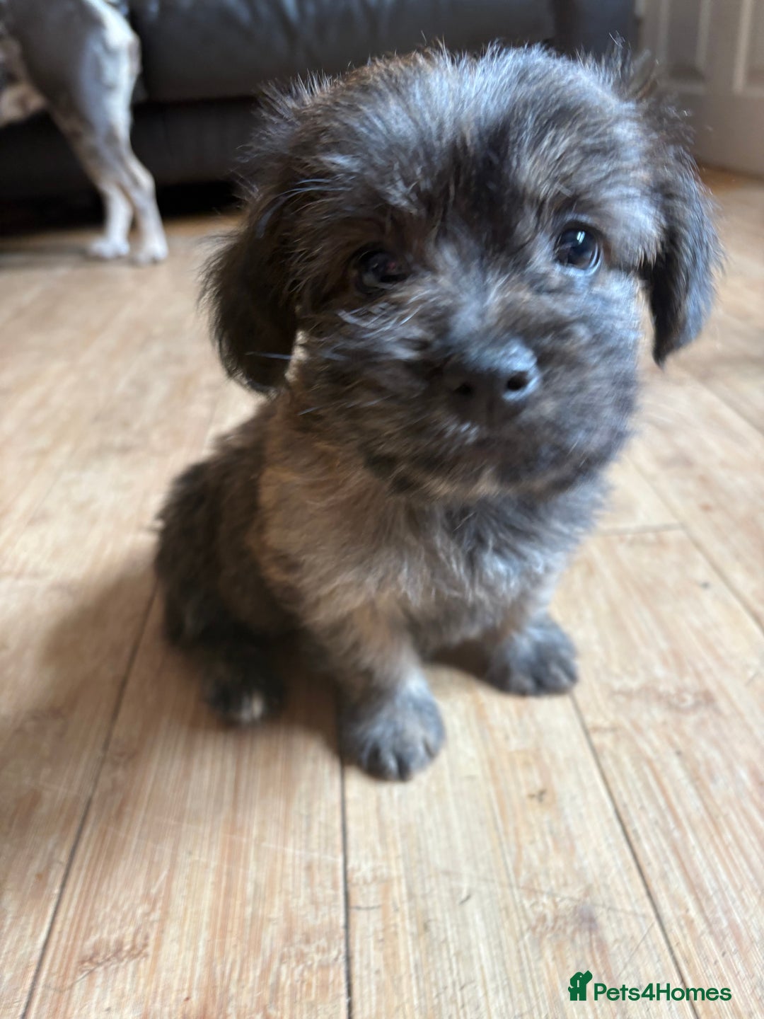 Mixed Breed dogs for sale: Fluffy Frenchie x Jackapoo  - Image 29